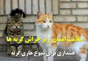 فیلم/سلامت شهروندان خراسان شمالی زیر پنجه گربه‌ها