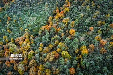 La saison aux mille couleurs de l'automne