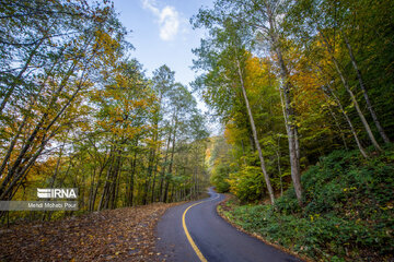 La saison aux mille couleurs de l'automne