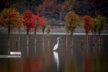 La saison aux mille couleurs de l'automne