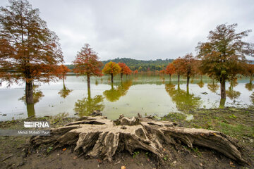 La saison aux mille couleurs de l'automne