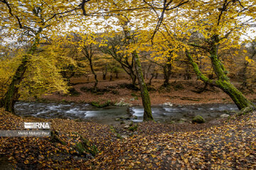 La saison aux mille couleurs de l'automne