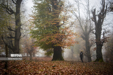 La saison aux mille couleurs de l'automne