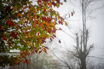 La saison aux mille couleurs de l'automne