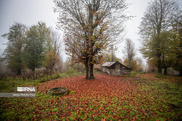 La saison aux mille couleurs de l'automne