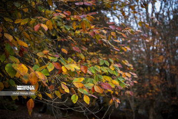 La saison aux mille couleurs de l'automne