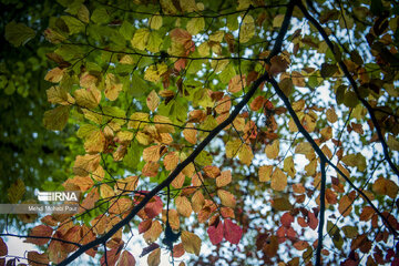 La saison aux mille couleurs de l'automne