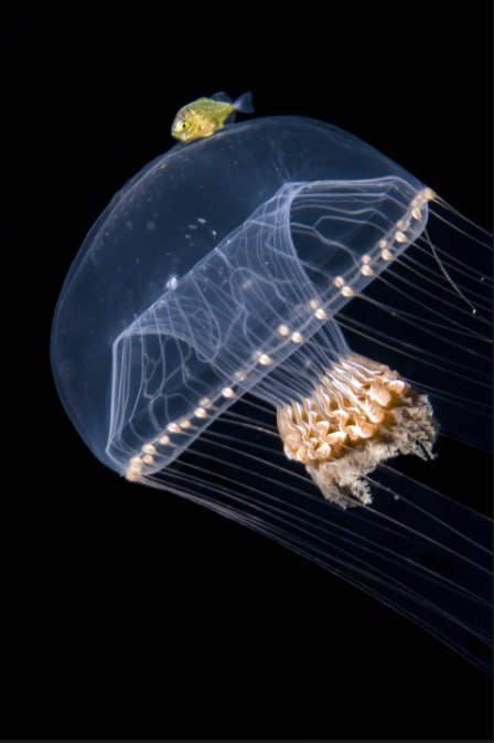 پرندهای هموزن خودش در یک وعده غذا میخورد!