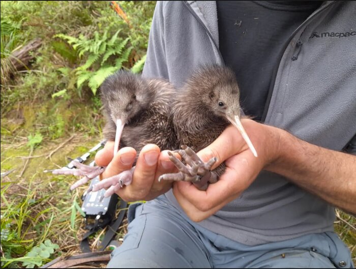 پرندهای هموزن خودش در یک وعده غذا میخورد!