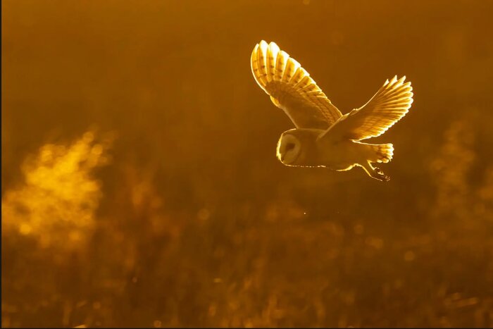 پرندهای هموزن خودش در یک وعده غذا میخورد!