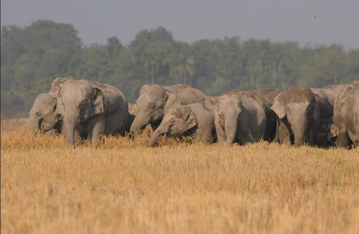 پرندهای هموزن خودش در یک وعده غذا میخورد!