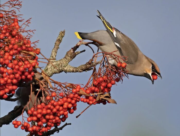 پرندهای هموزن خودش در یک وعده غذا میخورد!