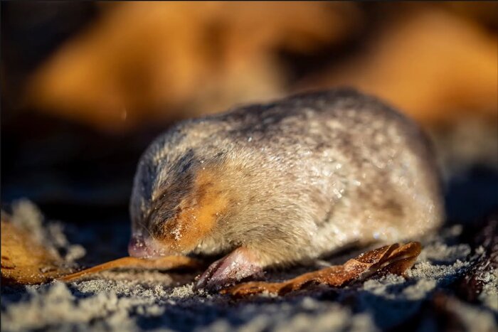 پرندهای هموزن خودش در یک وعده غذا میخورد!