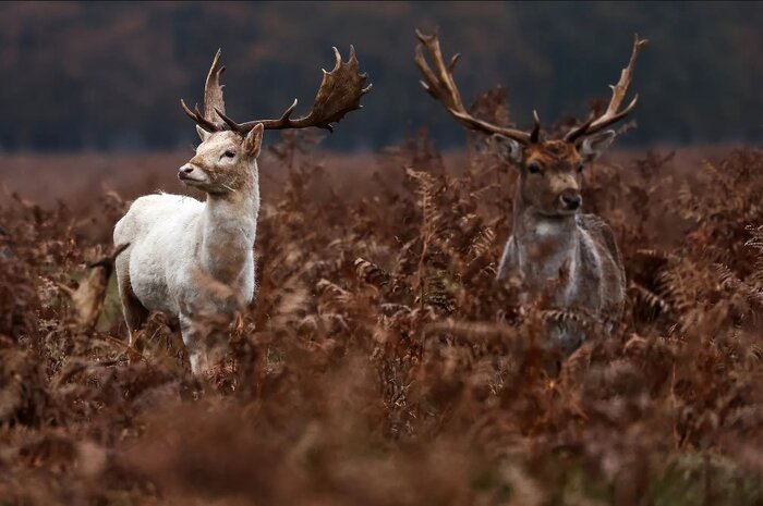 پرندهای هموزن خودش در یک وعده غذا میخورد!
