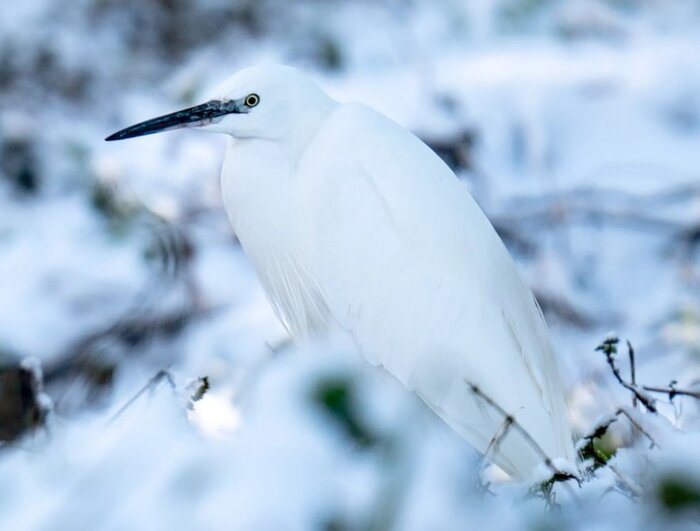 پرندهای هموزن خودش در یک وعده غذا میخورد!