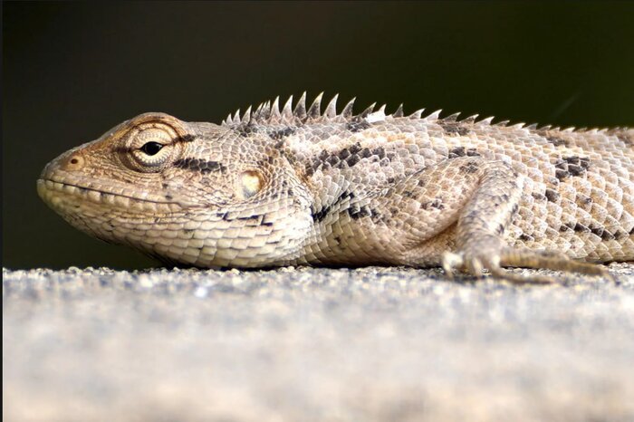 پرندهای هموزن خودش در یک وعده غذا میخورد!