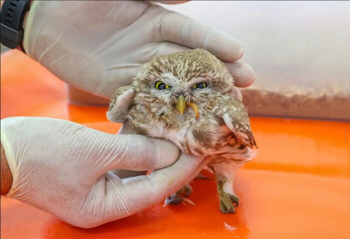 پرندهای هموزن خودش در یک وعده غذا میخورد!