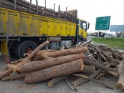 ۳۴۴ پرونده کشف قاچاق چوب جنگلی در گلستان تشکیل شد