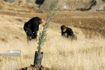 صفر تا ۱۰۰ طرح مردمی کاشت ۱۲ میلیون درخت در کردستان+فیلم