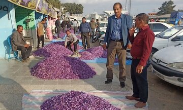 حدود هزار و ۷۰۰ تن گل زعفران در تربت‌حیدریه معامله شد