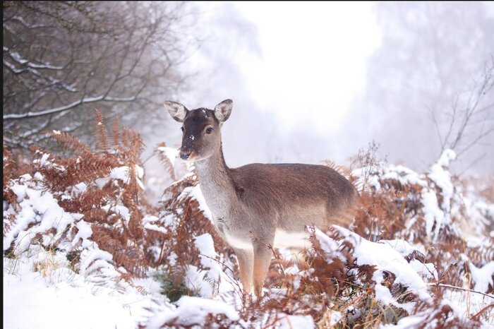پرندهای هموزن خودش در یک وعده غذا میخورد!