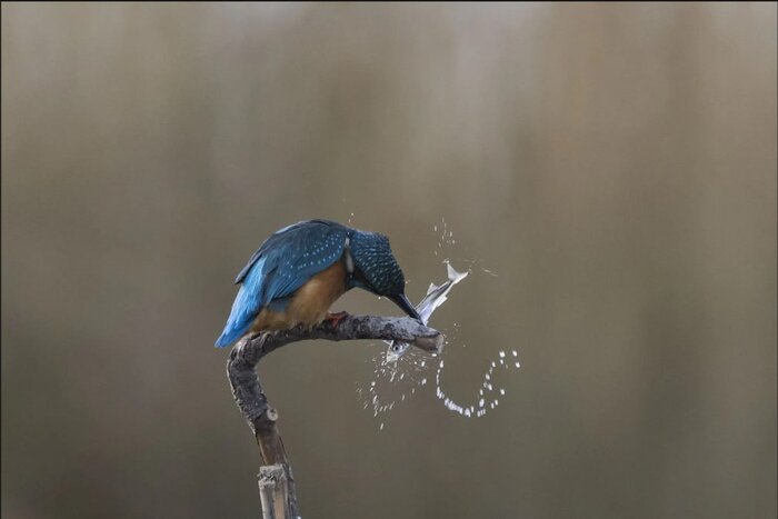 پرندهای هموزن خودش در یک وعده غذا میخورد!