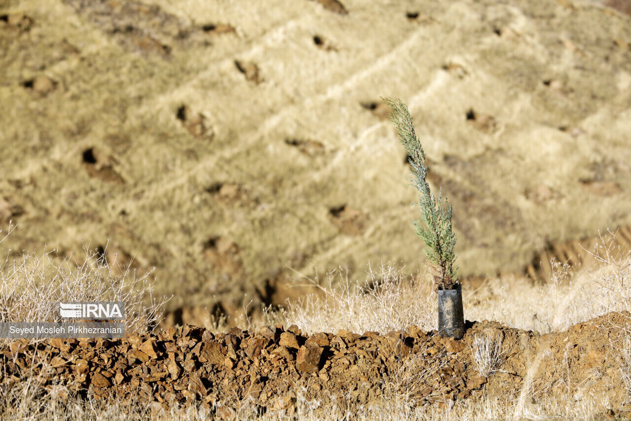 کار اجرایی کاشت هشت میلیون درخت در قم آغاز شده‌است