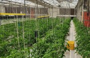 کاشت بذر امنیت غذایی در گلخانه های آستان قدس رضوی