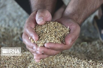 ۶ هزار هکتار از اراضی خراسان‌شمالی به تولید بذر اختصاص یافت