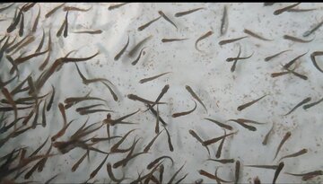 فیلم | مراحل تولید ماهی قزل آلا رنگین کمان درکهگیلویه وبویراحمد