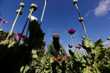 سازمان ملل: میانمار از افغانستان در تولید تریاک پیشی گرفت