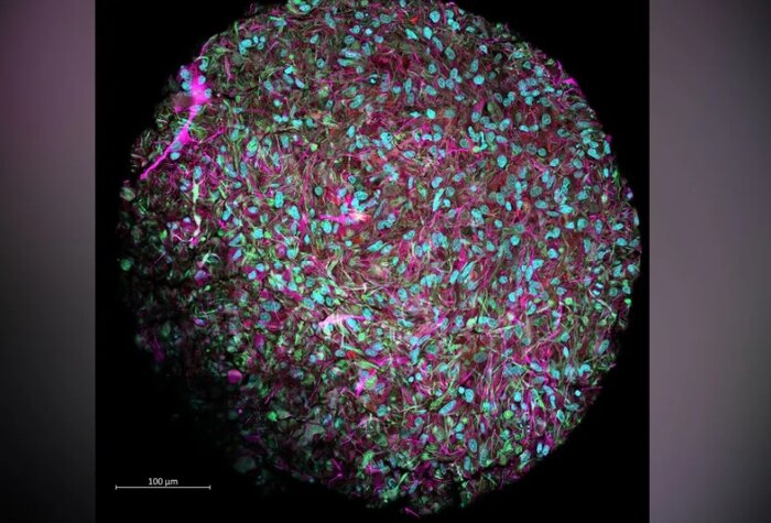 «رایانهزیستی» بافت مغز را با سختافزار الکترونیک ترکیب کرد