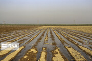 ۲۵ درصد محصولات کشاورزی ضایعات می‌شود