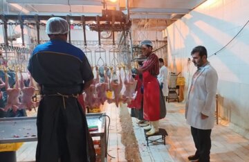 فعالیت کشتارگاه مرغ مانشت از سر گرفته شد