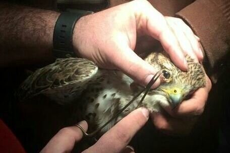 کشورهای حاشیه خلیجفارس مقصد قاچاق پرندگان شکاری/چشمان دوخته شاهینها باز شود