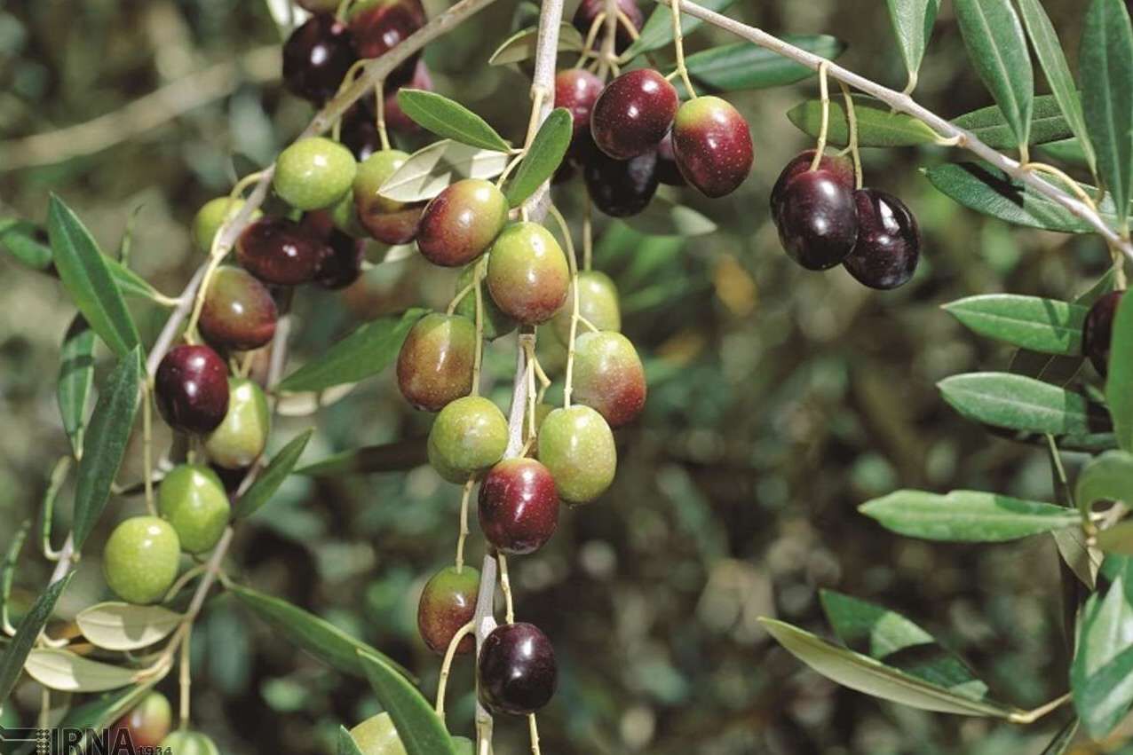 Nearly 130K mt of olive harvested across Iran