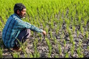 استقبال کم کشاورزان کرمانشاهی از طرح کشت قراردادی