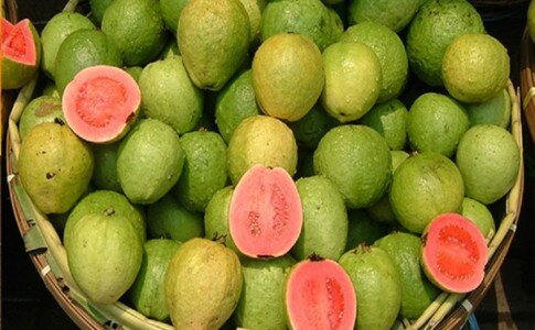 پیچیدن عطر وبوی «زیتون محلی» در باغهای میناب