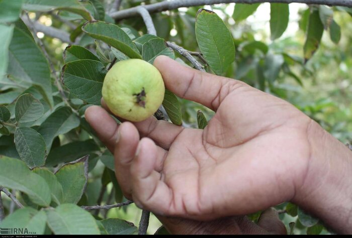 گواوا؛ نوبرانه گرمسیر جنوب سیستان و بلوچستان در سرمای زمستان