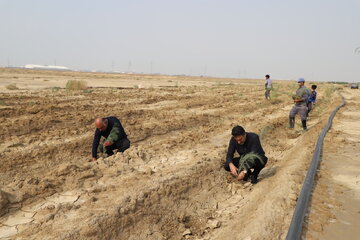 ۲۰ هزار اصله درخت در بوشهر کشت شد