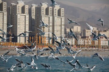 «کاکایی‌ها» بر فراز دریاچه تهران، ضرورت حفظ سلامتی پرندگان مهاجر