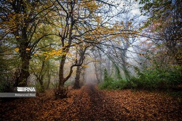 La beauté automnale des forêts hyrcaniennes au nord d’Iran