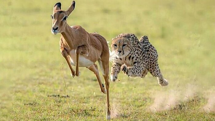 فرصت ۵ ساله برای نجات یوزپلنگ از انقراض/تلاش برای احیای طعمه در زیستگاههای همجوار توران