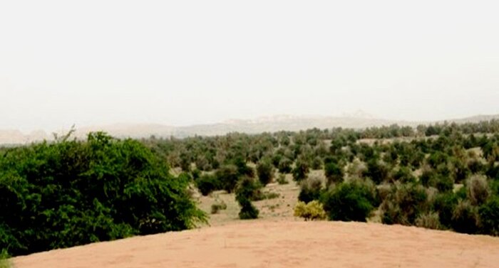 برگشت زندگی به جنگل امالدبس
