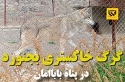 گرگ خاکستری بجنورد در پناه باباامان