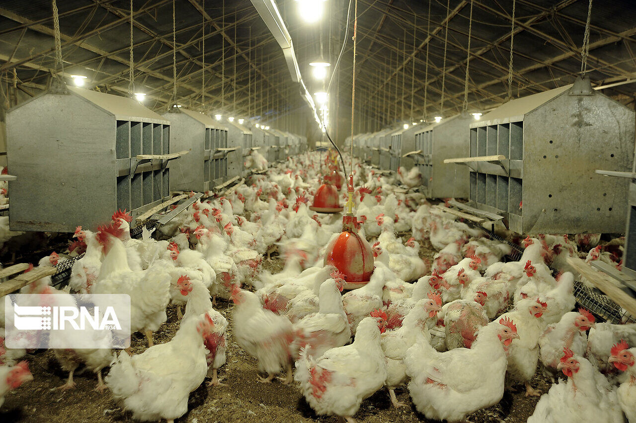 تولید مرغ در همدان ۲ برابر نیاز این استان است