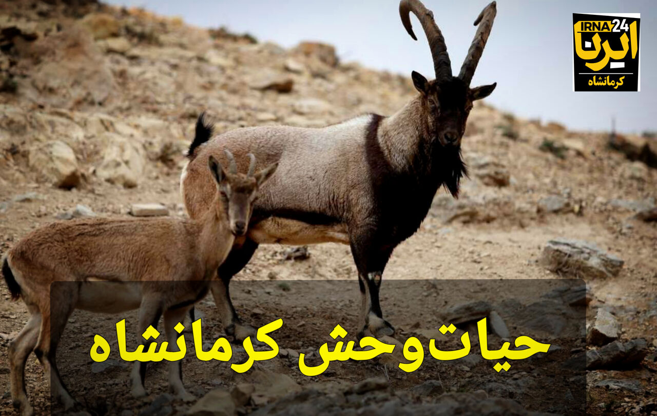 فیلم | بُز کوهی گونه جانوری زیبا در حیات‌وحش کرمانشاه