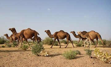 ۱۹۰ نفر شتر از بستر تالاب بین‌المللی هامون خارج شدند