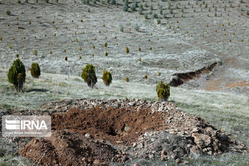 اجرای طرح کاشت یک میلیارد درخت در دولت سیزدهم/ تولید ۳۰۰ میلیون نهال طی یک سال
