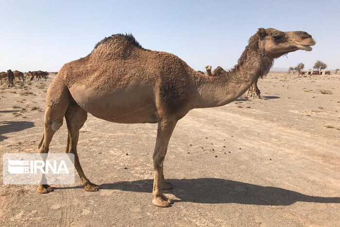 بیتوجهی ساربان شتران و مرگ تدریجی تالاب بینالمللی هامون